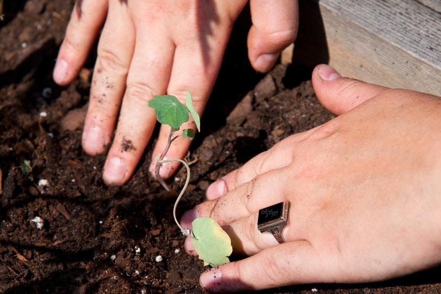 Hands placing a plant in the dirt